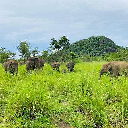 Minneriya Jeep Safari Habarana Ngoại thất bức ảnh