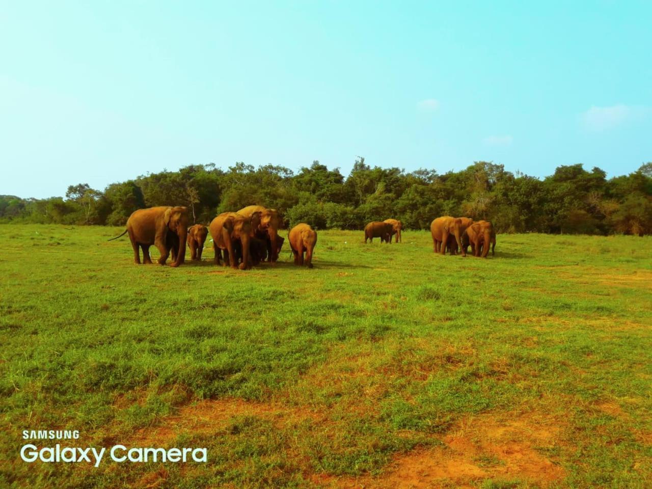 Minneriya Jeep Safari Habarana Ngoại thất bức ảnh